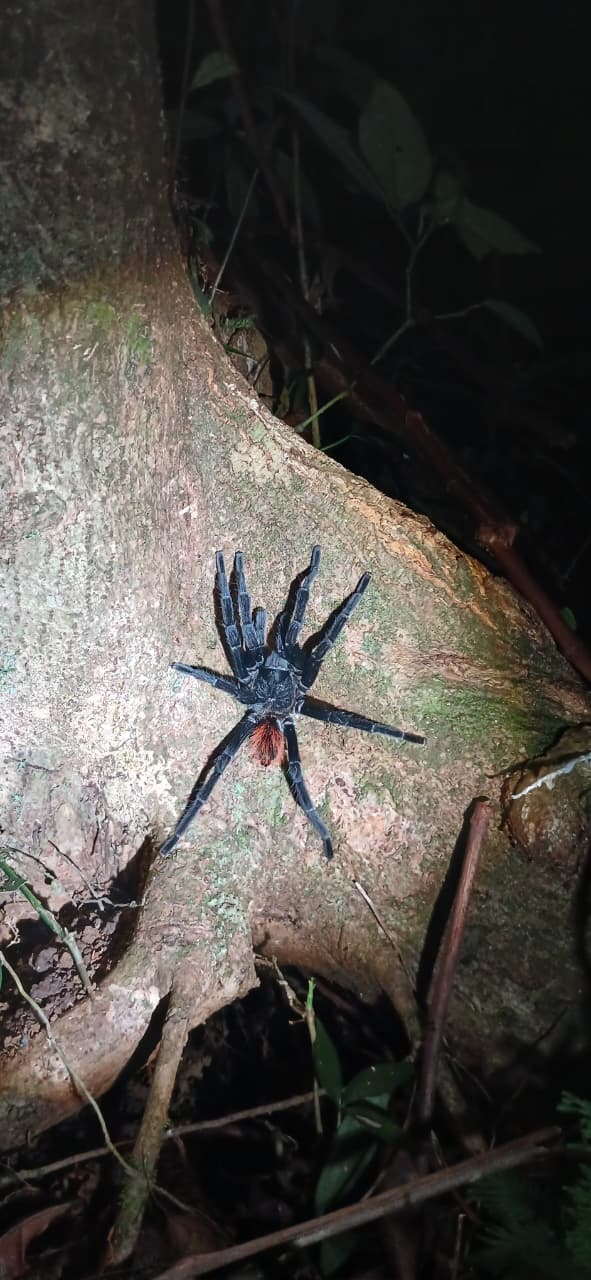 Cockscomb Basin Wildlife Sanctuary & Chocolate Making Tour | Mayaway Tours cockscomb basin wildlife sanctuary belize (1)
