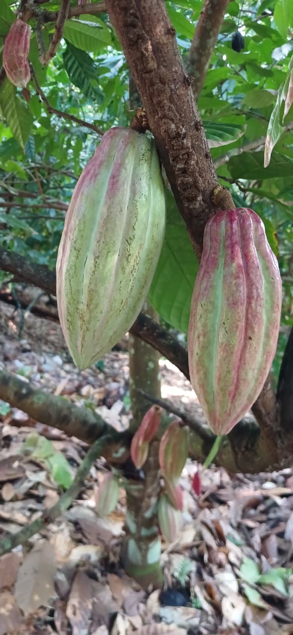 Cockscomb Basin Wildlife Sanctuary & Chocolate Making Tour | Mayaway Tours cockscomb basin wildlife sanctuary belize (1)
