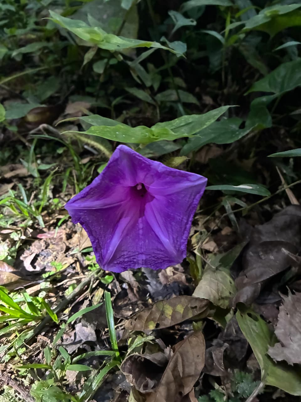 Cockscomb Basin Wildlife Sanctuary & Chocolate Making Tour | Mayaway Tours cockscomb basin wildlife sanctuary belize (2)