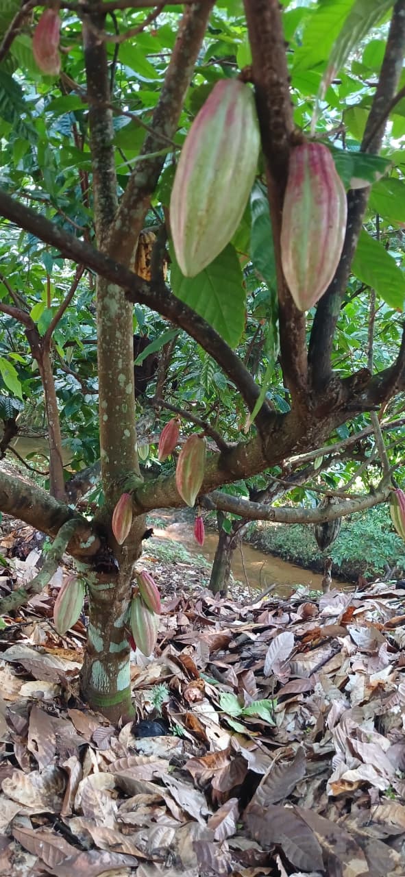 Cockscomb Basin Wildlife Sanctuary & Chocolate Making Tour | Mayaway Tours cockscomb basin wildlife sanctuary belize (2)