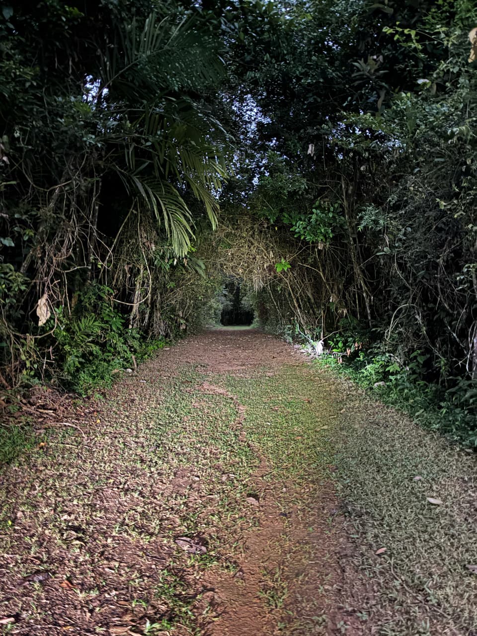 Cockscomb Basin Wildlife Sanctuary & Chocolate Making Tour | Mayaway Tours cockscomb basin wildlife sanctuary belize (3)