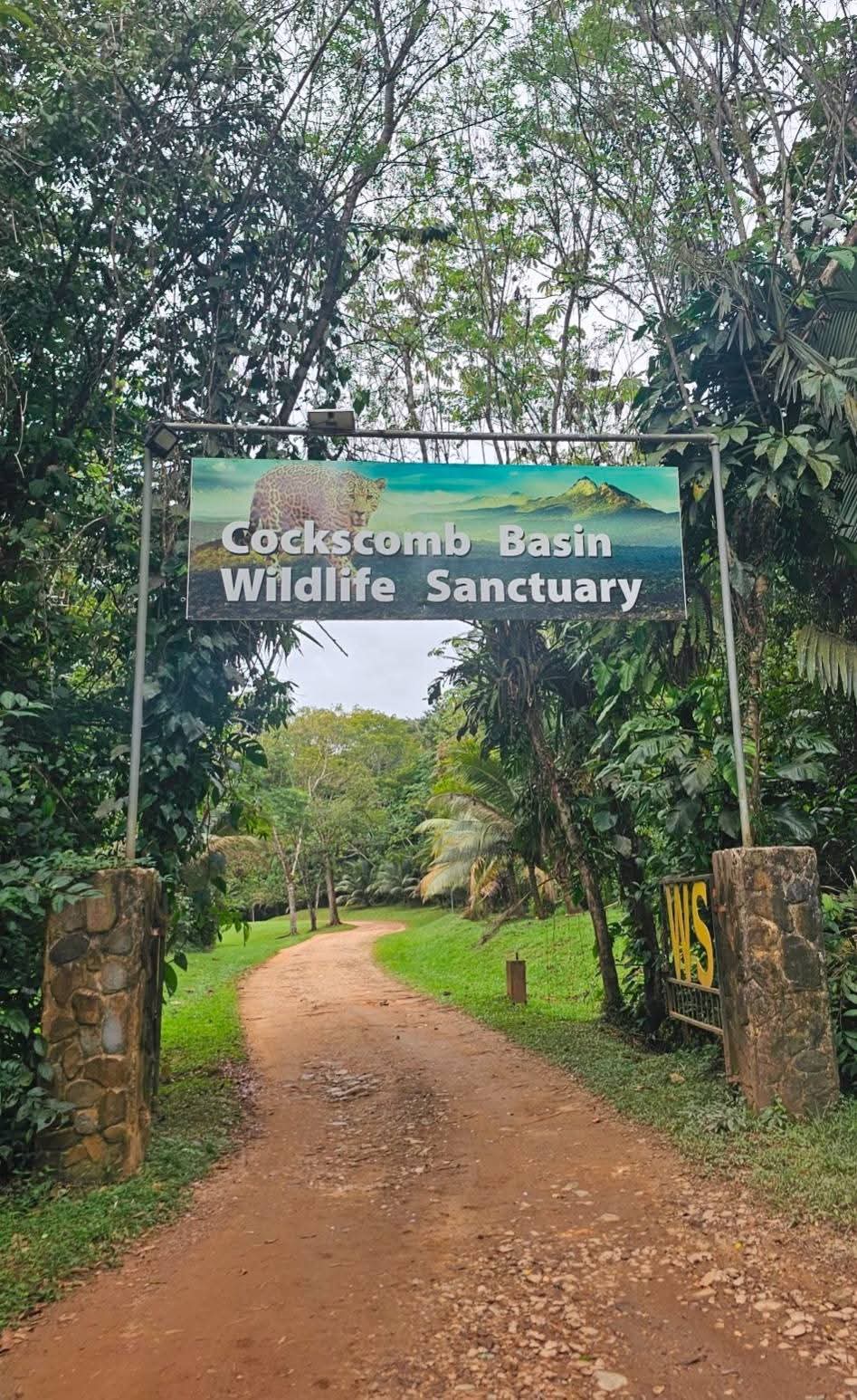 Cockscomb Basin Wildlife Sanctuary & Chocolate Making Tour | Mayaway Tours cockscomb basin wildlife sanctuary belize (4)