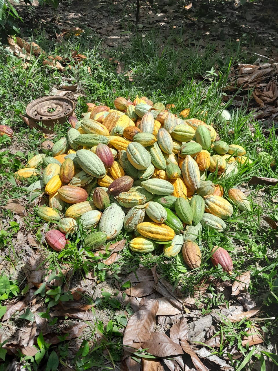 Cockscomb Basin Wildlife Sanctuary & Chocolate Making Tour | Mayaway Tours cockscomb basin wildlife sanctuary belize (5)