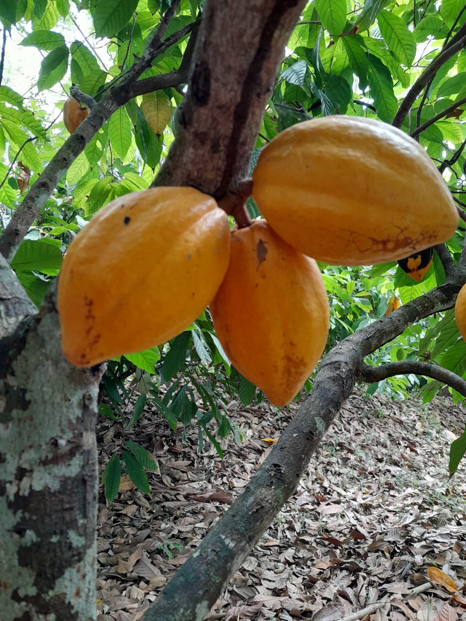 Cockscomb Basin Wildlife Sanctuary & Chocolate Making Tour | Mayaway Tours cockscomb basin wildlife sanctuary belize (7)