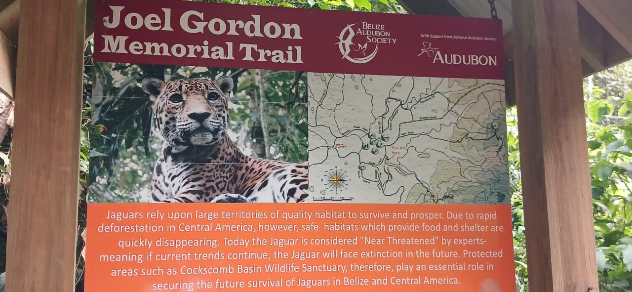 Cockscomb Basin Wildlife Sanctuary & Chocolate Making Tour | Mayaway Tours cockscomb basin wildlife sanctuary belize (9)